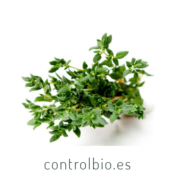TOMILLO (Thymus vulgaris) maceta X 6 Ud