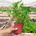 PEREJIL (Petroselinum hortense) maceta X 6 Ud