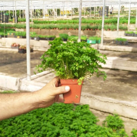 PEREJIL RIZADO (Petroselinum crispum) maceta X 6 Ud
