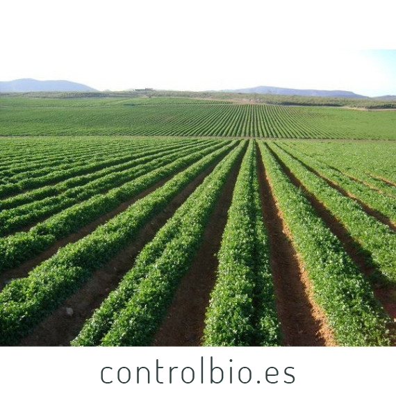 CILANTRO (Coriandrum sativum) maceta X 6 Ud