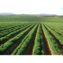 CILANTRO (Coriandrum sativum) maceta X 6 Ud