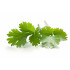 CILANTRO (Coriandrum sativum) maceta X 6 Ud