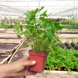 CILANTRO (Coriandrum sativum) maceta X 6 Ud