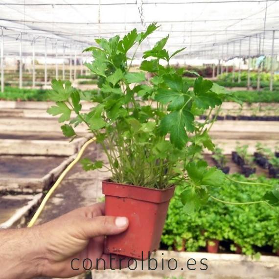 CILANTRO (Coriandrum sativum) maceta X 6 Ud