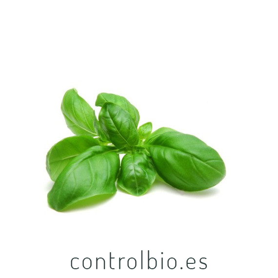 ALBAHACA (Ocimum basilicum) maceta X 6 Ud