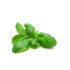 ALBAHACA (Ocimum basilicum) maceta X 6 Ud