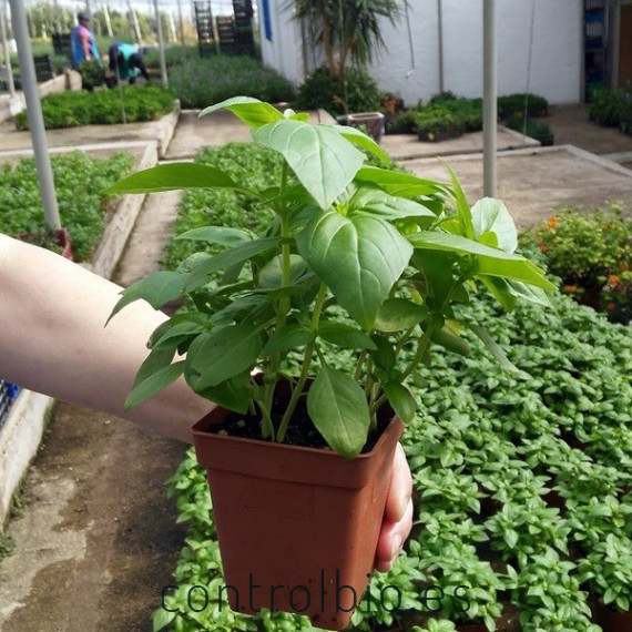 ALBAHACA (Ocimum basilicum) maceta X 6 Ud