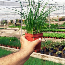 CEBOLLINO (Allium schoenoprasum) maceta X 6 Ud