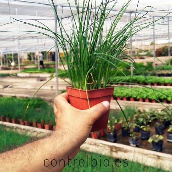 CEBOLLINO (Allium schoenoprasum) maceta X 6 Ud