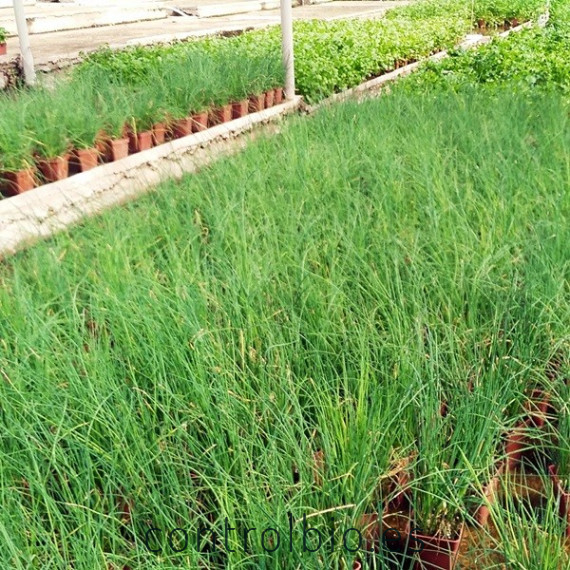 CEBOLLINO (Allium schoenoprasum) maceta X 6 Ud