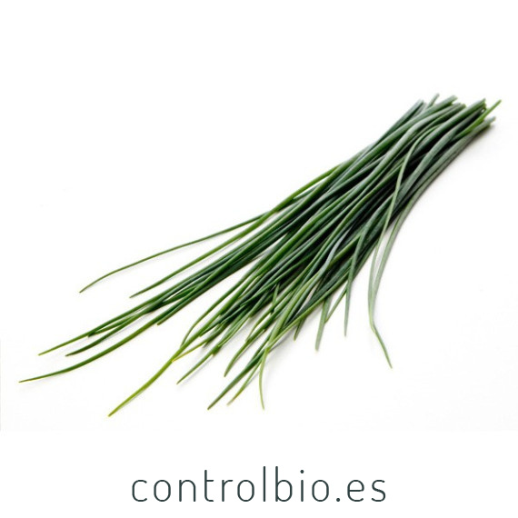 CEBOLLINO (Allium schoenoprasum) maceta X 6 Ud