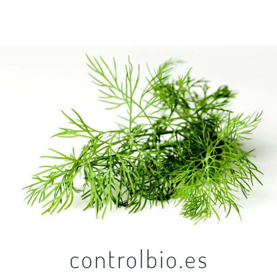 ENELDO (Anethum graveolens) maceta X 6 Ud