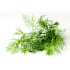 ENELDO (Anethum graveolens) maceta X 6 Ud