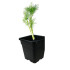 ENELDO (Anethum graveolens) maceta X 6 Ud
