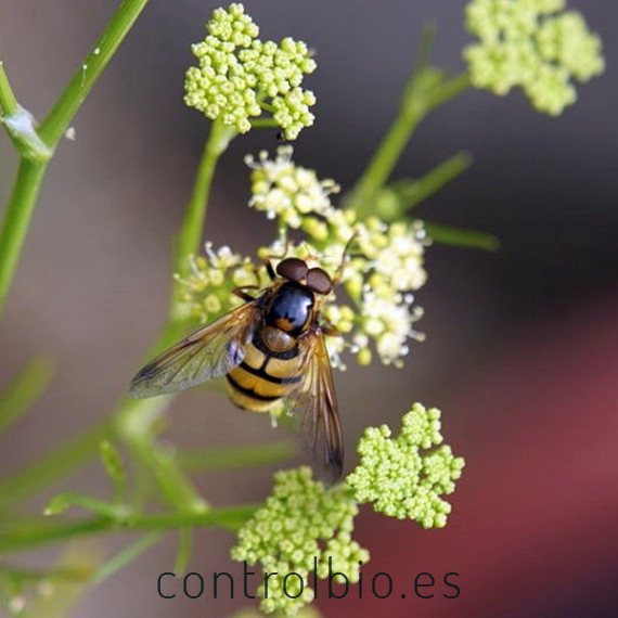PEREJIL RIZADO (Petroselinum crispum) maceta X 6 Ud