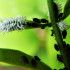 Scymnus nubilus 250 depredador de pulgones y cochinillas