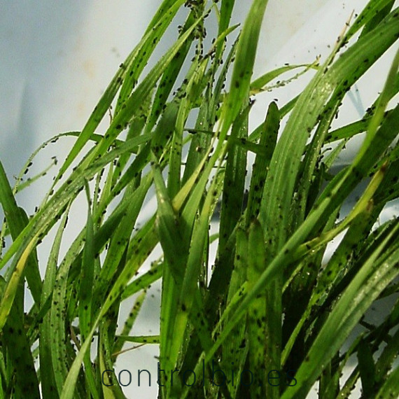 BANKER PLANT CBi Rhopalosiphum