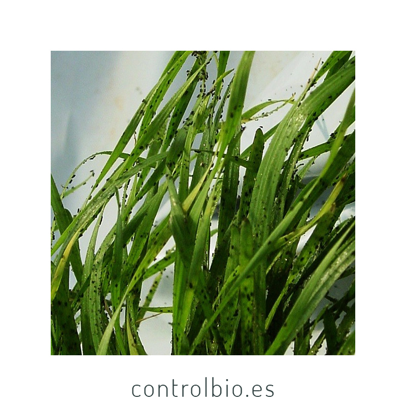 BANKER PLANT CBi Rhopalosiphum