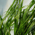 PLANTACONTROL-R banker de Rhopalosiphum padi