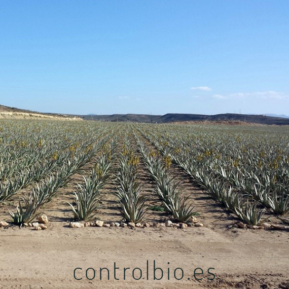 ALOE VERA BARBADENSIS hoja fresca caja 8 Kg