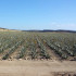 ALOE VERA BARBADENSIS hoja fresca caja 8 Kg