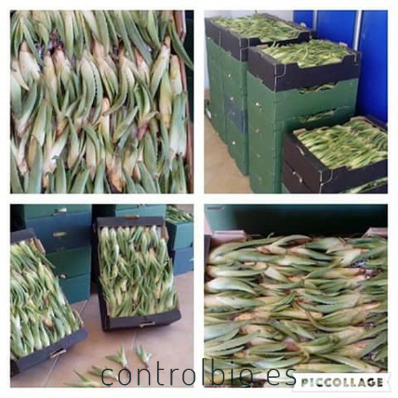 Comprar hijuelos pequeños de aloe vera