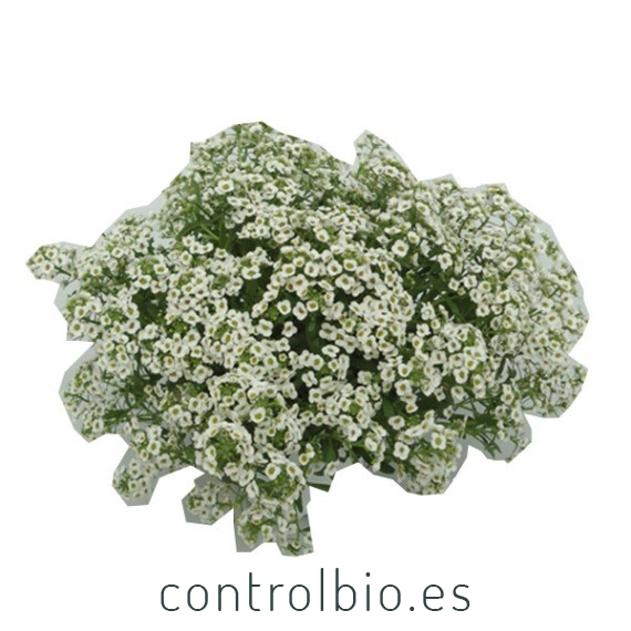 comprar lobularia maritima