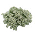 comprar lobularia maritima