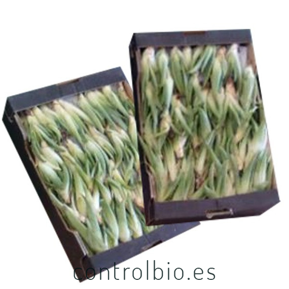 Comprar hijuelos pequeños de aloe vera