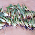 Comprar hijuelos pequeños de aloe vera