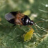 ORICONTROL 2000 ninfas Orius laevigatus enemigo natural de trips