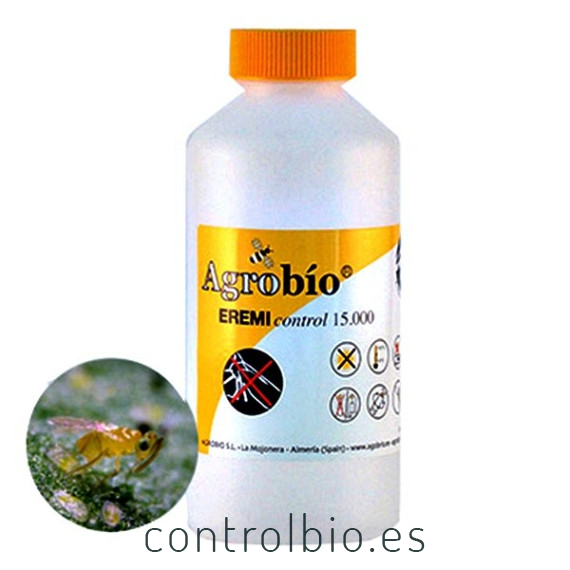 EREMIcontrol 15.000 Eretmocerus eremicus parásito de mosca blanca