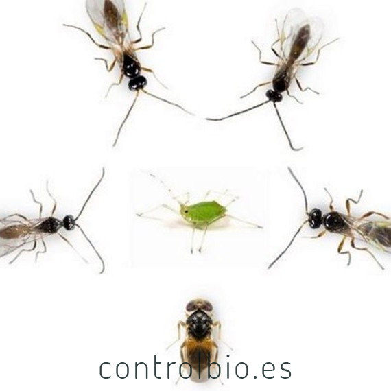 APHISCOUT 250 mix de parasitoides de pulgón