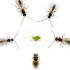 APHISCOUT 250 mix de parasitoides de pulgón