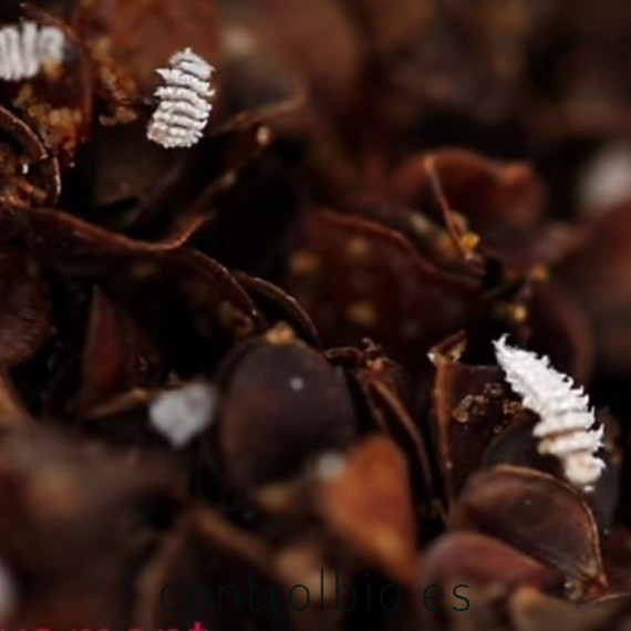 CRYPTOBUG L 1000 larvas de Cryptolaemus montrouzieri