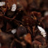 CRYPTOBUG L 1000 larvas de Cryptolaemus montrouzieri
