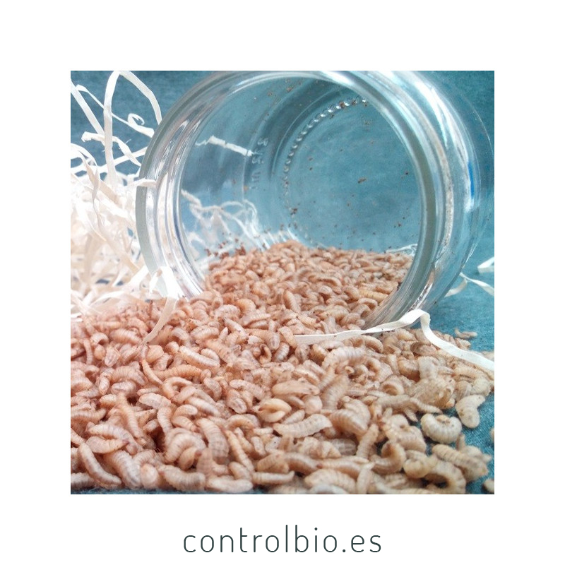 HERMETIA CBi larvas grandes vivas de mosca soldado
