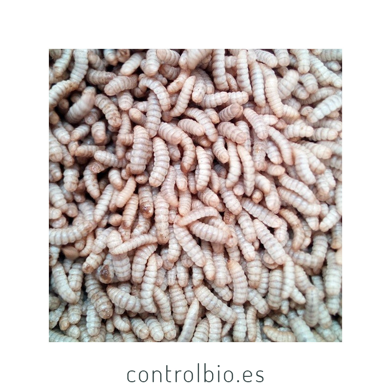 HERMETIA CBi larvas grandes vivas de mosca soldado