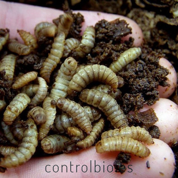 HERMETIA CBi larvas grandes vivas de mosca soldado