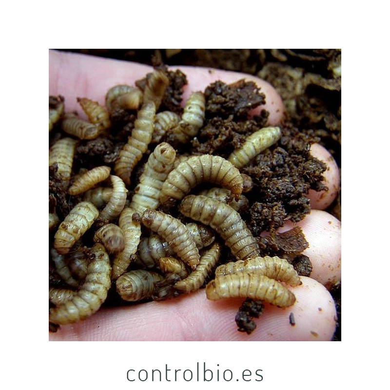HERMETIA CBi larvas grandes vivas de mosca soldado