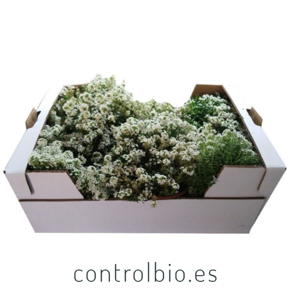 comprar lobularia maritima