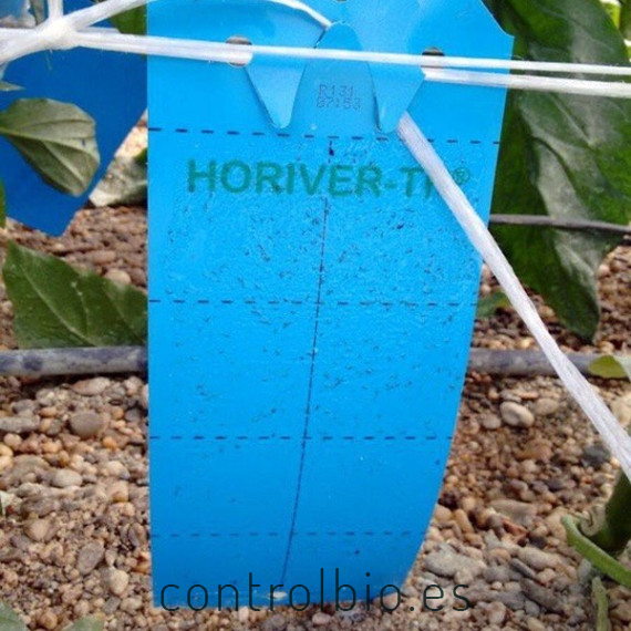 PLACA AZUL 10 x 25 cm (sobre de 10 Ud)