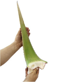 ALOE VERA BARBADENSIS hoja fresca caja 8 Kg