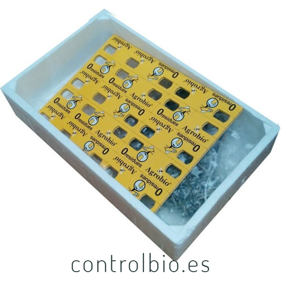 TRICHOCONTROL 125.000 contra tuta absoluta tarjetas Trichogramma achaeae