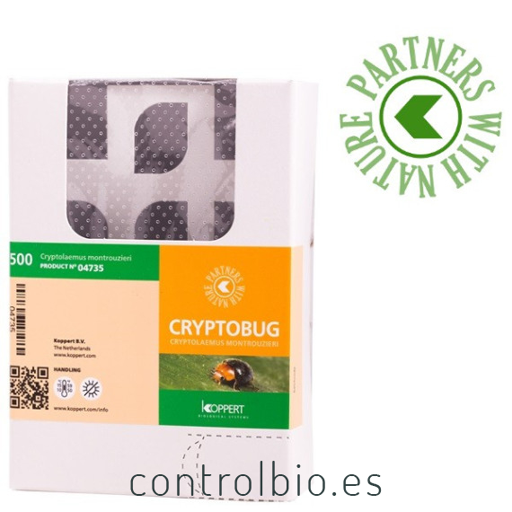 CRYPTOBUG 500 adultos Cryptolaemus montrouzieri