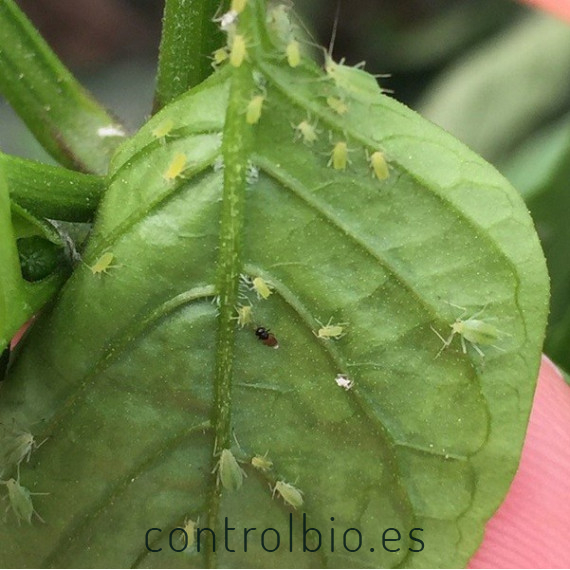 venta de aphilin 500 koppert aphelinus abdominalis