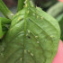 venta de aphilin 500 koppert aphelinus abdominalis