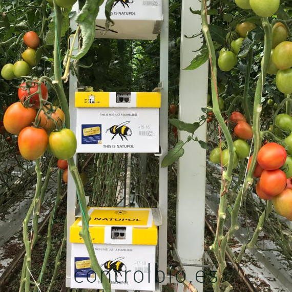 NATUPOL EXCEL nueva colmena KOPPERT