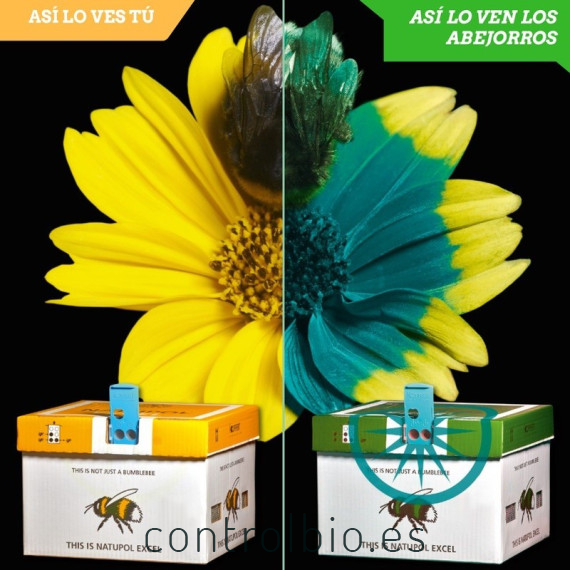 NATUPOL EXCEL nueva colmena KOPPERT