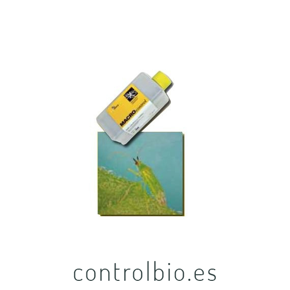 MACROCONTROL 500 Macrolophus caliginosus chinche depredador